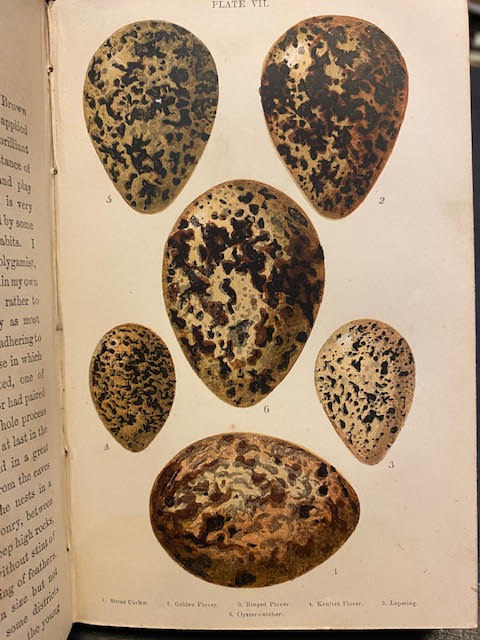 British Birds' Eggs and Nests, Popularly Described