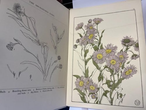 Decorative Flower Studies for the Uses of Artists, Designers, Students, and Others. A Series of Forty Coloured Plates Printed in Facsimile of the Original Drawings, accompanied by studies of detail from each subject, and descriptive notes. (+ Decorative plant & flower studies for the use of artists,