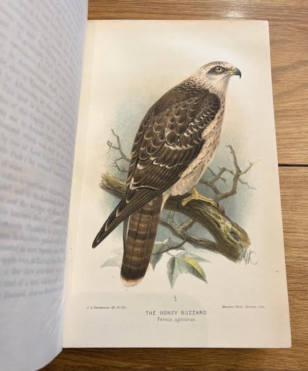 The Birds of Sussex
