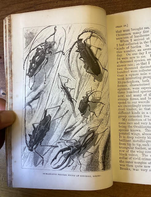The Malay Archipelago: The Land of the Orang-Utan and the Bird of Paradise. A Narrative of Travel, with Studies of Man and Nature.