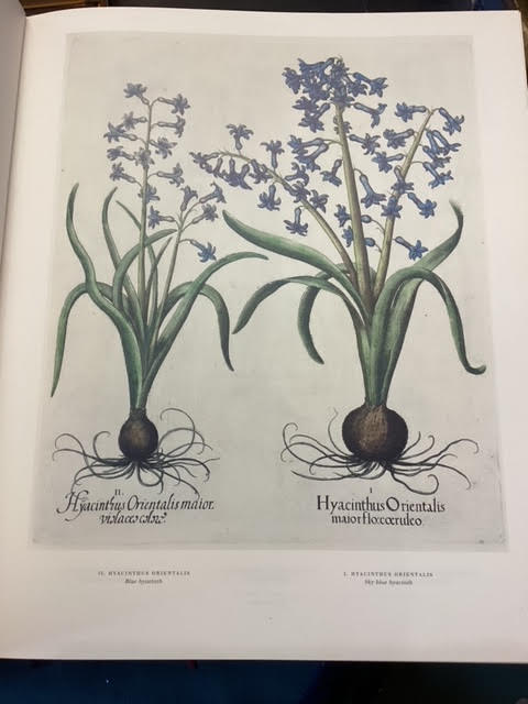 The Garden at Eichstatt : The Book of Plants