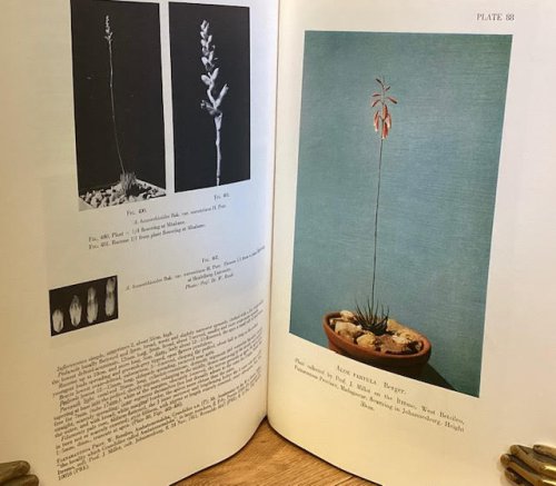 The Aloes of Tropical Africa and Madagascar