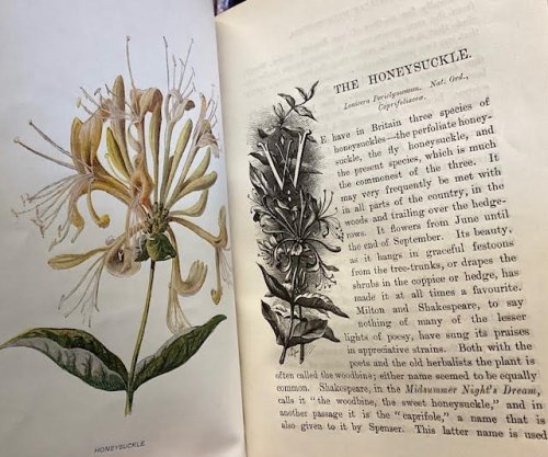 Familiar Wildflowers. In six volumes.