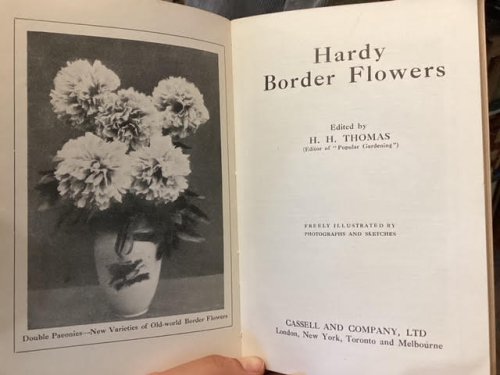 Hardy Border Flowers