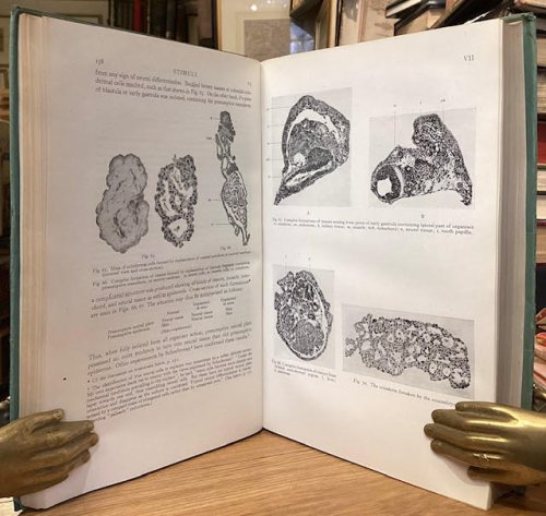 Biochemistry and Morphogenesis