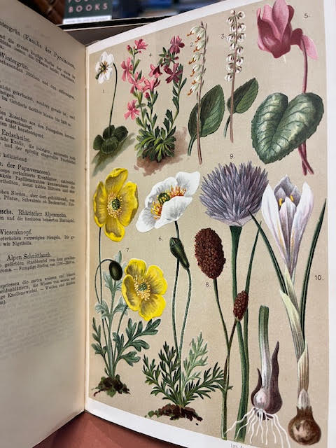 Coloured Vade-Mecum to the Alpine Flora