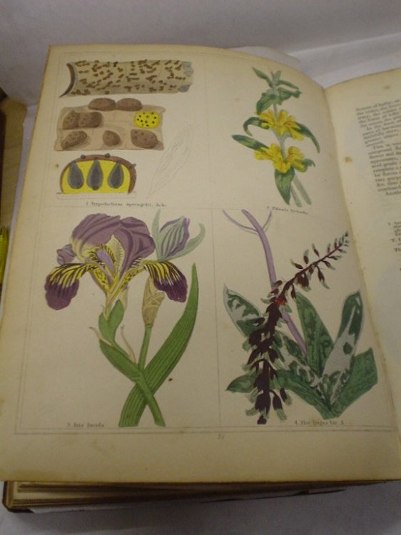 The Magazine of Botany and Gardening, British and Foreign, comprehending Figures carefully coloured from Nature of Flowers, Fruits and Cryptogamia with descriptions thereof.Principles and Practise of Cultivation