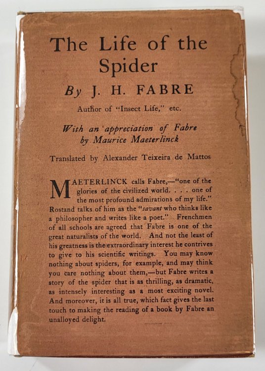 Image for The Life of the Spider The Life of the Spider