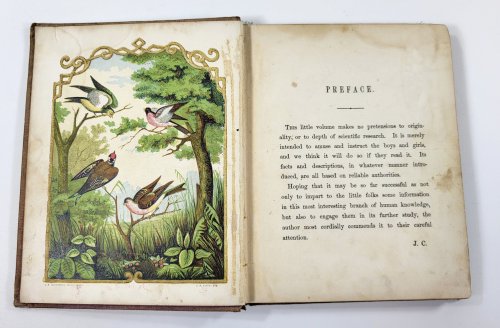 The Boys' and Girls' Illustrated Bird Book