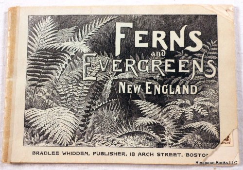 Ferns and Evergreens of New England. A Simple Guide for Their Determination
