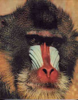 The Illustrated Encyclopedia of the Animal Kingdom, Vol. 1