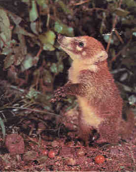 The Illustrated Encyclopedia of the Animal Kingdom, Vol. 3