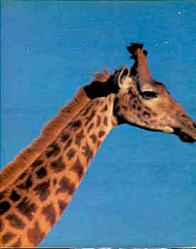 The Illustrated Encyclopedia of the Animal Kingdom, Vol. 4