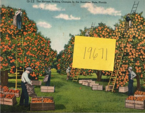 Giant Post Card: the Harvest Picking Oranges in the Sunshine State, Florida