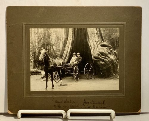 Photograph Of Max Steindel (cellist Of St. Louis Symphony) At The Grizzly Giant Sequoia At Wawona, Ca In the Style of George Fiske