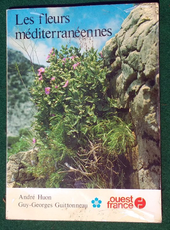 LES FLEURS MEDITERRANEENNES
