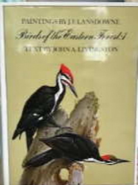 Birds of the eastern forest, 1