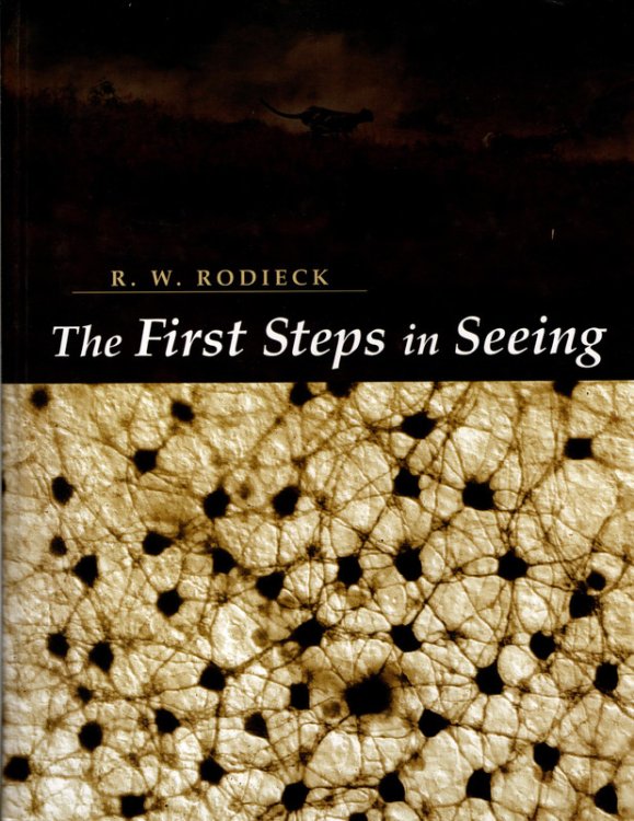 The First Steps in Seeing