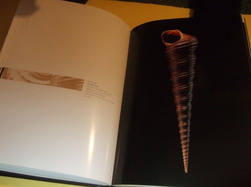 Shells by Paul Starosta (The Rita and Jacques Senders Collection )( English Language Edition of Conchiglie )(contents: From Nature to Architecture [preface]; A World of Curiosities; The Art of Sea Shells; Classifications; Index )( 300 Photographs )