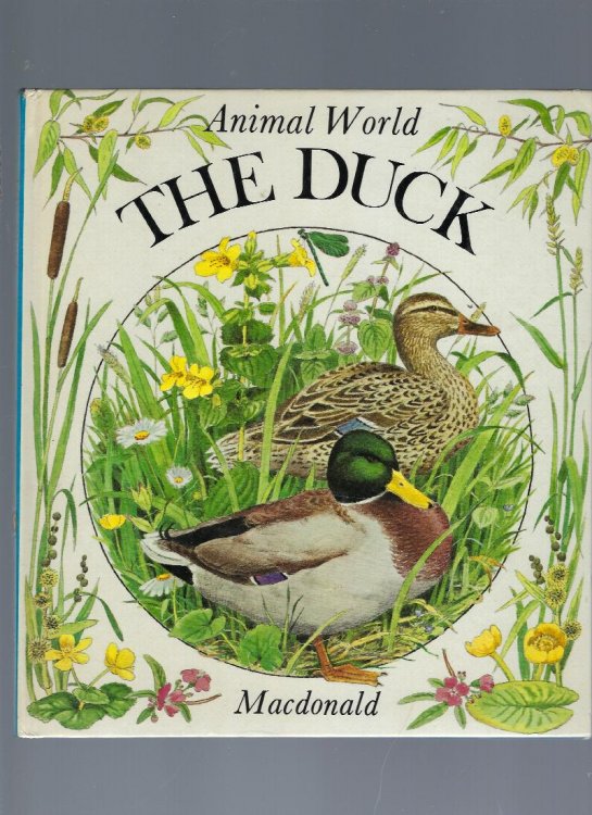 The Duck