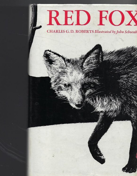 Red Fox
