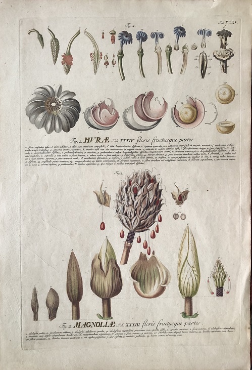 Hurae. floris fructusque partes / Magnoliae. floris frucusque partes.