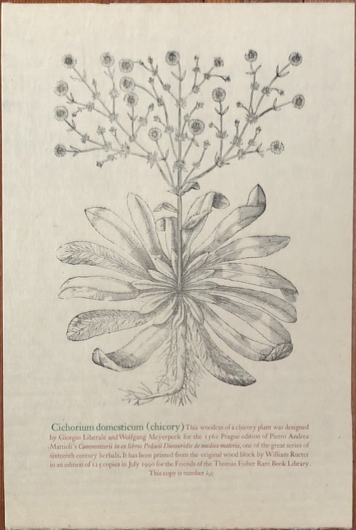 Cichorium domesticum (Chicory). This woodcut of a chicory plant was designed by Giorgio Liberale and Wolfgang Meyerpeck for the 1562 Prague edition of Pietro Andrea Mattioli's Commentarii in ex libros Pedacii Dioscoridis de medica materia .