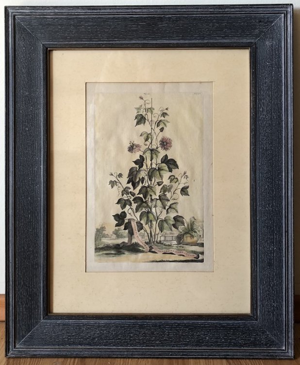 Clematis Passiflora Hederacea Flore Luteo. A colored botanical engraving.