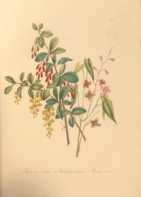 British Wild Flowers.