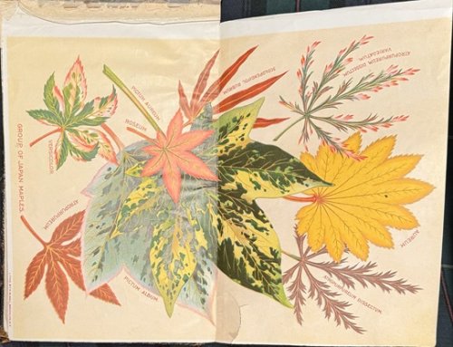 The Howland Nursery Co. Los Angeles, Cal. No. 51.