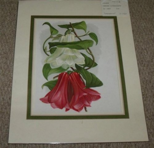 Attractive original Colour Chromo Lithograph of Lapageria.