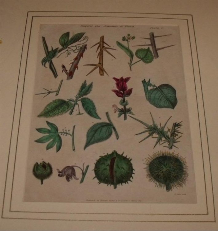Attractive original engraving of “Supports and Armature of Plants”.
