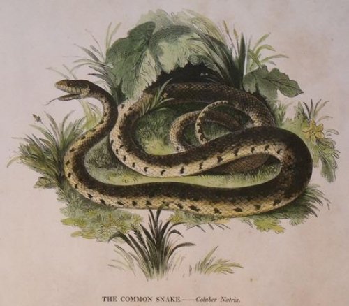 The Common Snake. Coluber Natrix.
