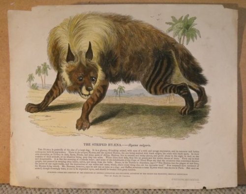 The Striped Hyaena. Hyaena vulgaris.