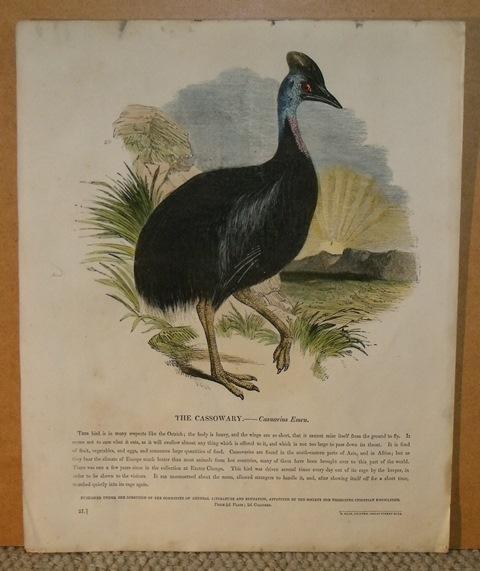 The Cassowary. Casuarius Emeu.