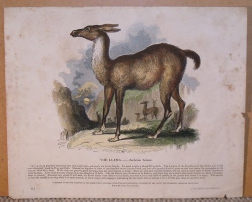 The Llama. Auchenia Glama.