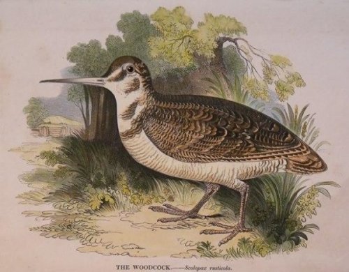 The Woodcock. Scolopax rusticola.