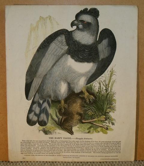 The Harpy Eagle. Harpyia destructor.