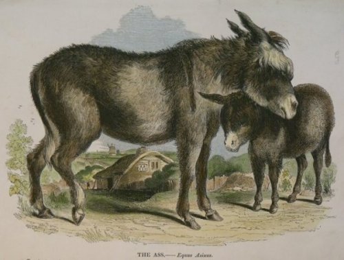 The Ass. Equus Asinus.