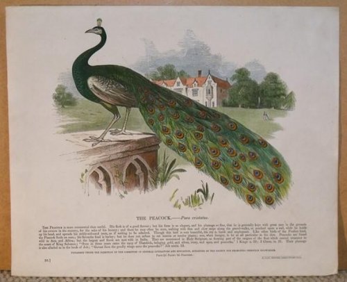 The Peacock. Pavo cristatus.