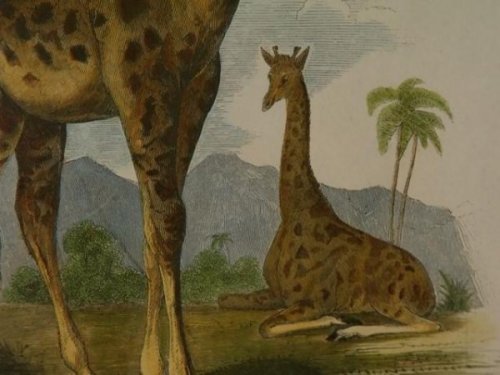 The Giraffe. Camelopardalis Giraffa.
