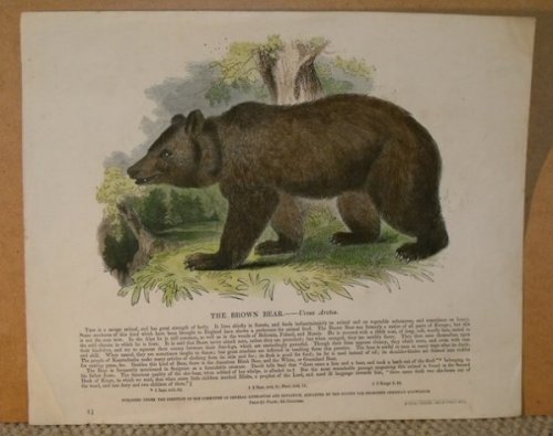 The Brown Bear. Ursus Arctos.