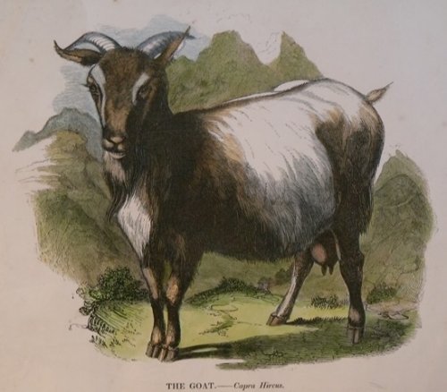 The Goat. Capra Hircus.