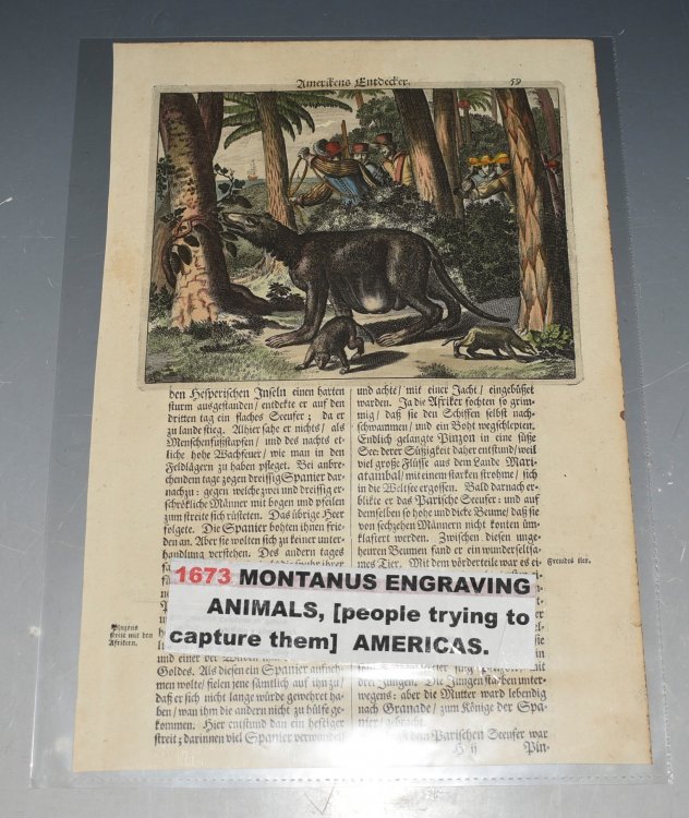 Early Printing Leaf, With Hand Coloured engraving of Dutch Explorers trying to Capture Hunt Foreign Animals. From The Americas of 1673