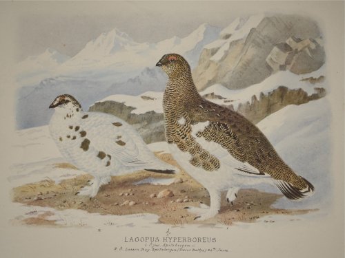 LAGOPUS HYPERBOREUS Bird FIRST PROOF PRINT. Written beneath the picture is: Spitzbergen ( Norway ) Trevor Battye (explorer) 24 th June.