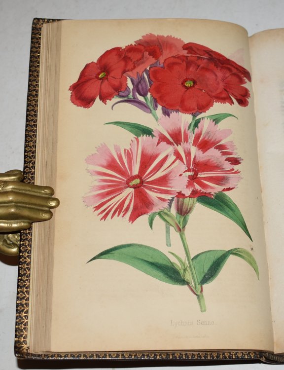 The Florist And Pomologist. Volume III.