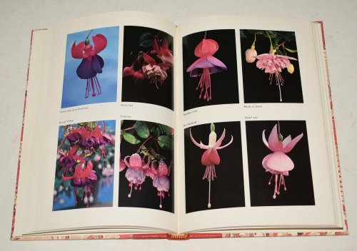 Growing Fuchsias