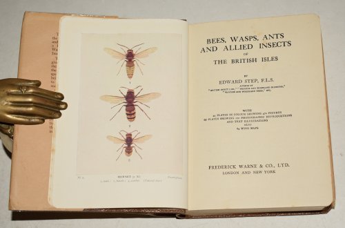 Bees, Wasps, Ants & Allied Insects of the British Isles. Wayside & Woodland Series.
