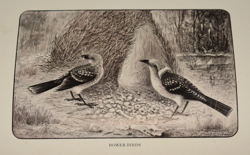 Friends And Foes In The Australian Bush Illustrated by Ernest E. Barker.