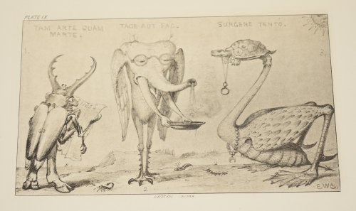 Grotesque Animals “Entwickelungsgeschichte.” Invented, Drawn, and Described by Edward William Cooke.